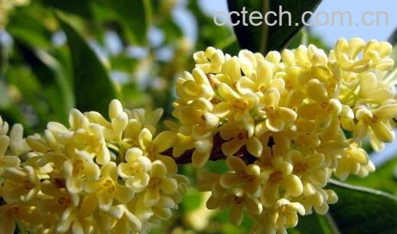 鲜桂花怎么弄干 自制干桂花方法窍门-0