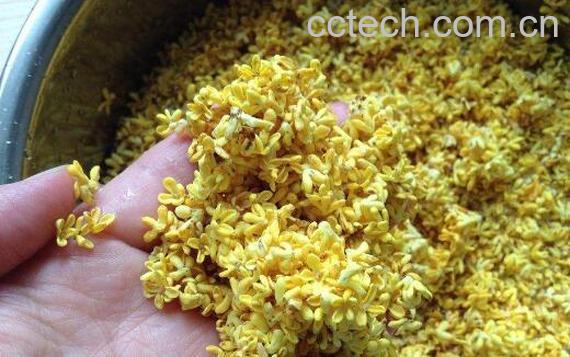 鲜桂花怎么弄干 自制干桂花方法窍门-1