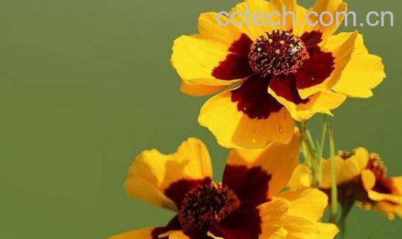 天山雪菊怎么冲泡 天山雪菊的正确泡法-0