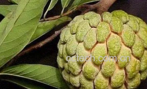 番荔枝和荔枝的区别-0