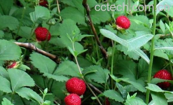 蛇莓可以吃吗 蛇莓怎么吃-0