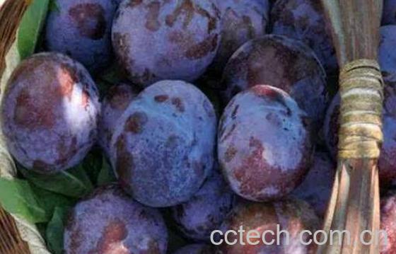 黑布林的功效与作用 吃黑布林的好处-0