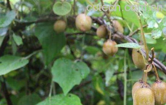 野生猕猴桃的功效与作用 怎么区分野生猕猴桃-0