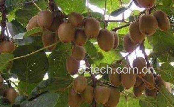 野生猕猴桃的功效与作用 怎么区分野生猕猴桃-1