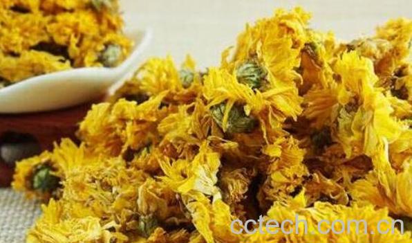 菊花茶不能和什么一起吃 喝菊花茶的禁忌-0