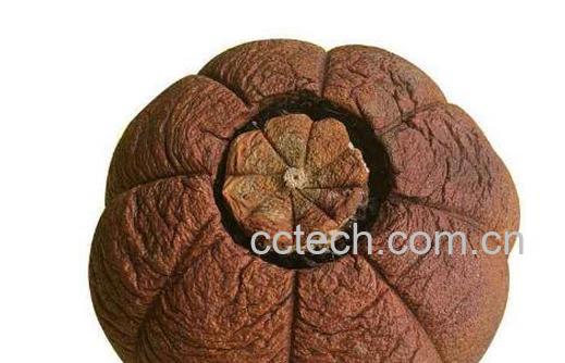 柚普茶的功效与作用及禁忌-1