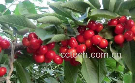 最适合孕妇吃的六种水果-0