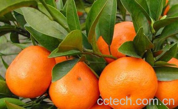 最适合孕妇吃的六种水果-1