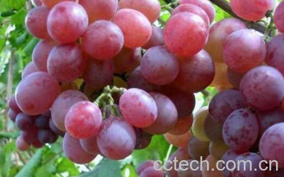 红提子的功效与作用-0