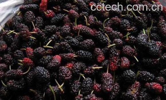 桑果的功效与作用-0