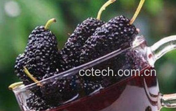 桑果的功效与作用-1