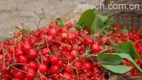 樱桃的营养价值 吃樱桃的好处-0