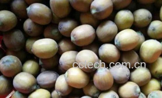 莲子壳泡茶的功效与作用-1