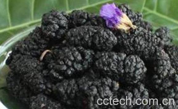 桑葚干的功效与作用-0