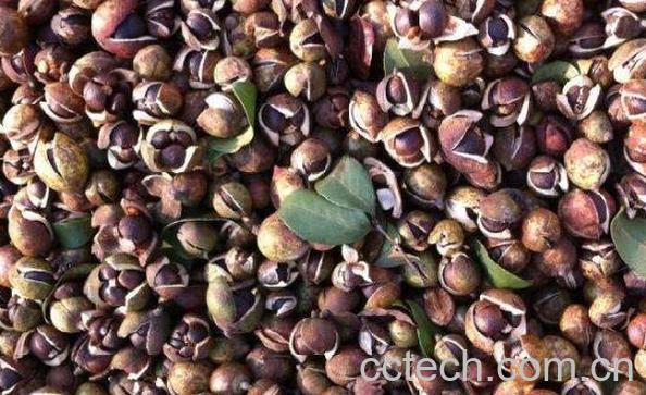 绿茶籽护肤的功效与作用-1