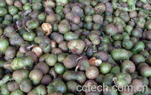 绿茶籽的功效与作用及禁忌-0