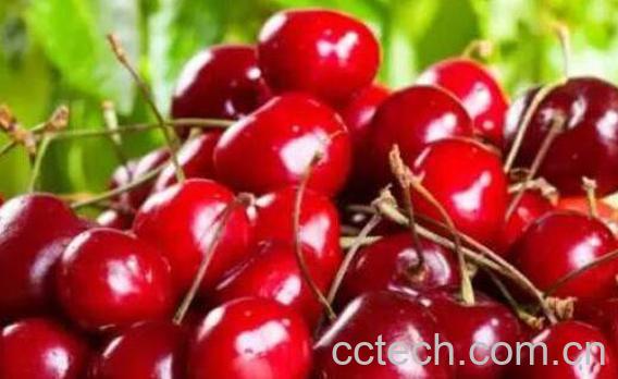 樱桃的功效与作用及禁忌-1