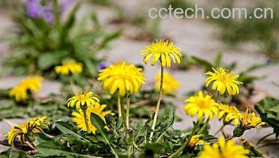 婆婆丁花泡水喝的功效与作用-0