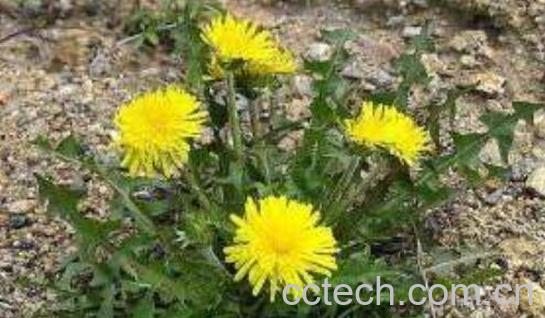 婆婆丁花泡水喝的功效与作用-1