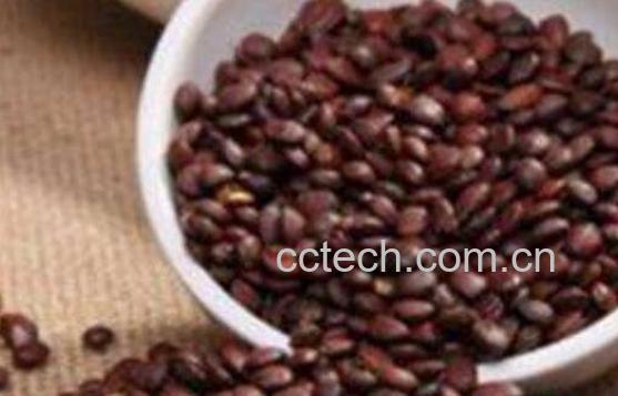 炒酸枣仁的功效与作用及药用价值-0