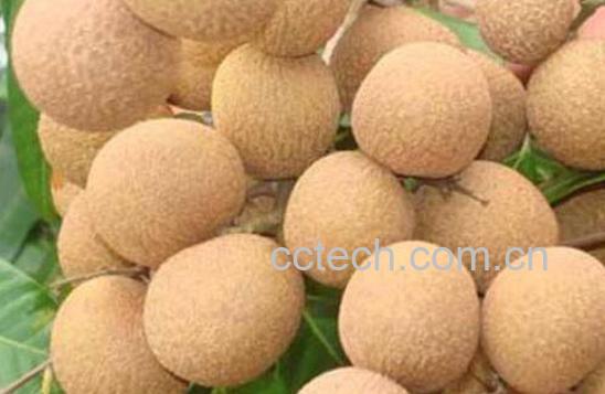 桂圆和龙眼的区别-1