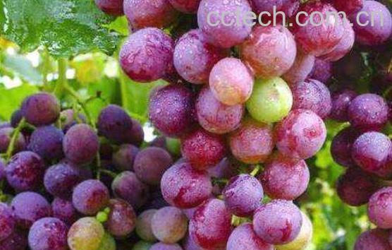 提子和葡萄的区别-1