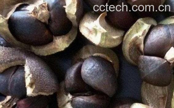 绿茶籽如何种植 绿茶籽的种植方法-0