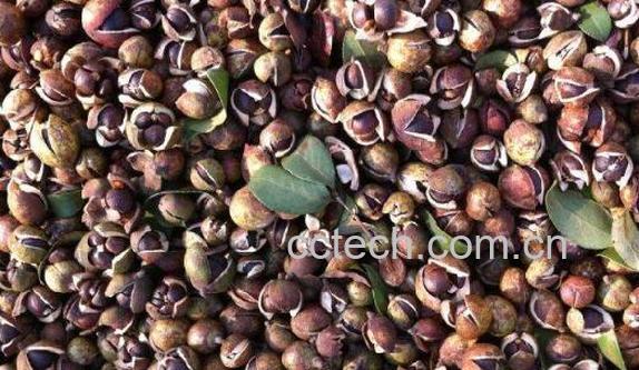 绿茶籽如何种植 绿茶籽的种植方法-1