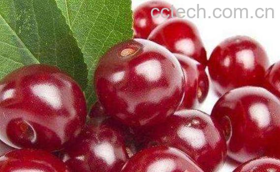 针叶樱桃的功效与作用-1