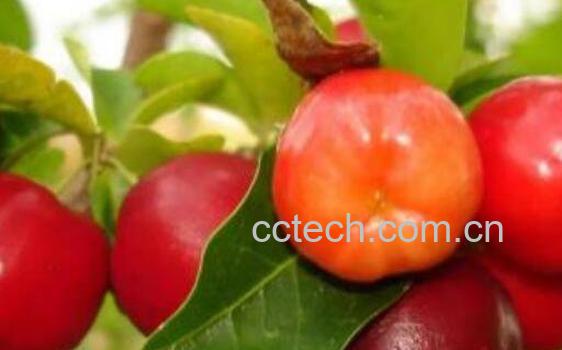 针叶樱桃的功效与作用-0