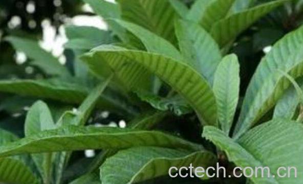 枇杷叶的功效与作用及常见用法-0