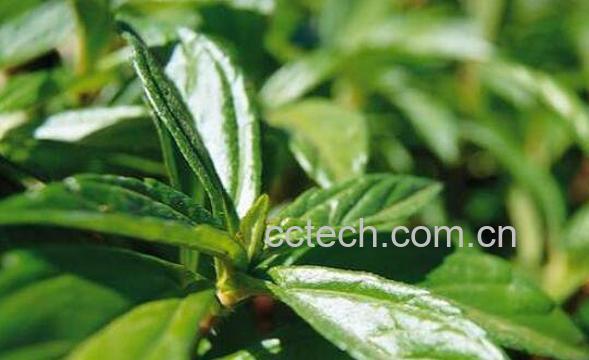 枇杷叶的功效与作用及常见用法-1