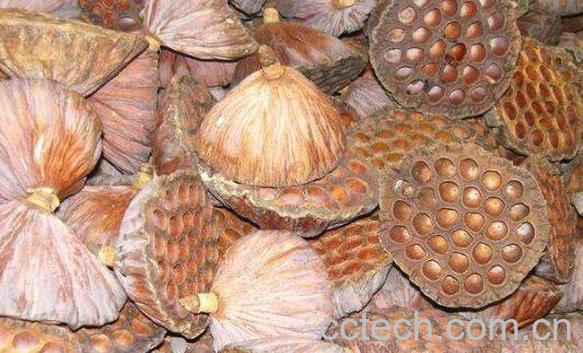 莲蓬壳的功效与作用及药用价值-0