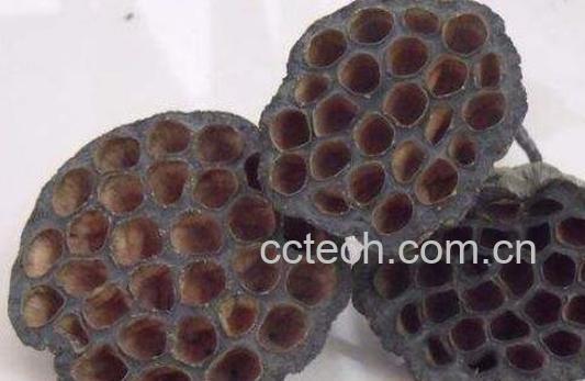 莲蓬壳的功效与作用及药用价值-1