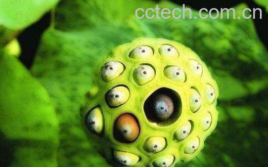 莲蓬怎么吃 新鲜莲子怎么吃比较好-0