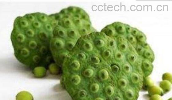 莲蓬怎么吃 新鲜莲子怎么吃比较好-1