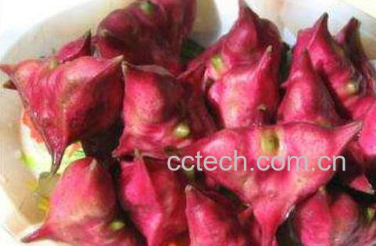 菱角的功效与作用 菱角怎么剥壳-0