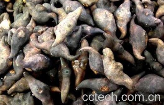 菱角的功效与作用 菱角怎么剥壳-1