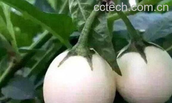 蛋树是什么树 蛋树怎么吃-1