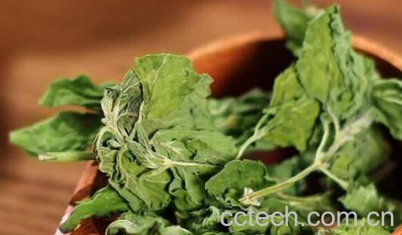 薄荷叶茶的功效与作用-1