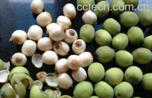 新鲜莲子的功效与作用-0