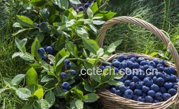 蓝莓怎么吃 蓝莓的正确吃法-1