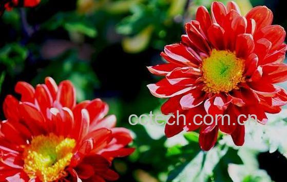 昆仑红菊的功效与作用-1