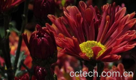 昆仑红菊的功效与作用-0