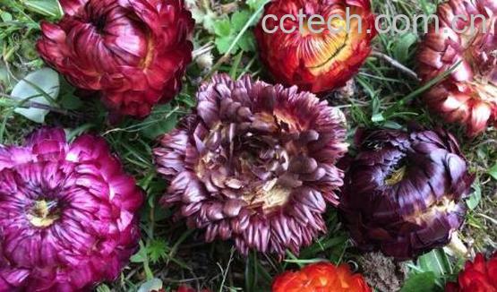 藏菊花茶什么人不能喝 藏菊花茶的功效与作用-0