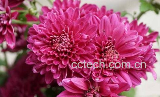 红菊花茶的功效与作用-1