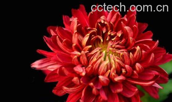 红菊花茶的功效与作用-0