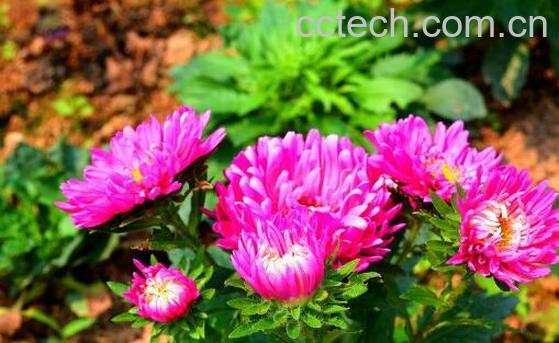 红菊花可以泡茶吗 红菊花茶泡水喝的功效-0