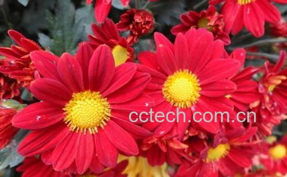 红菊花可以泡茶吗 红菊花茶泡水喝的功效-1