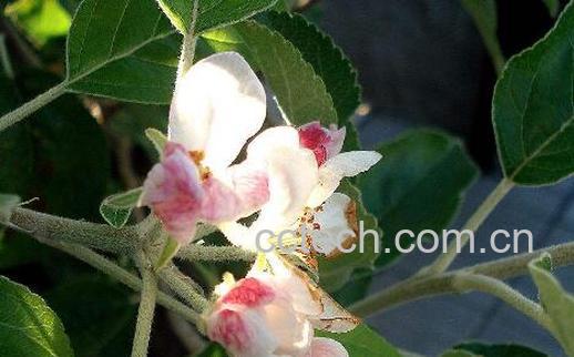 苹果花和玫瑰花搭配的效果-0